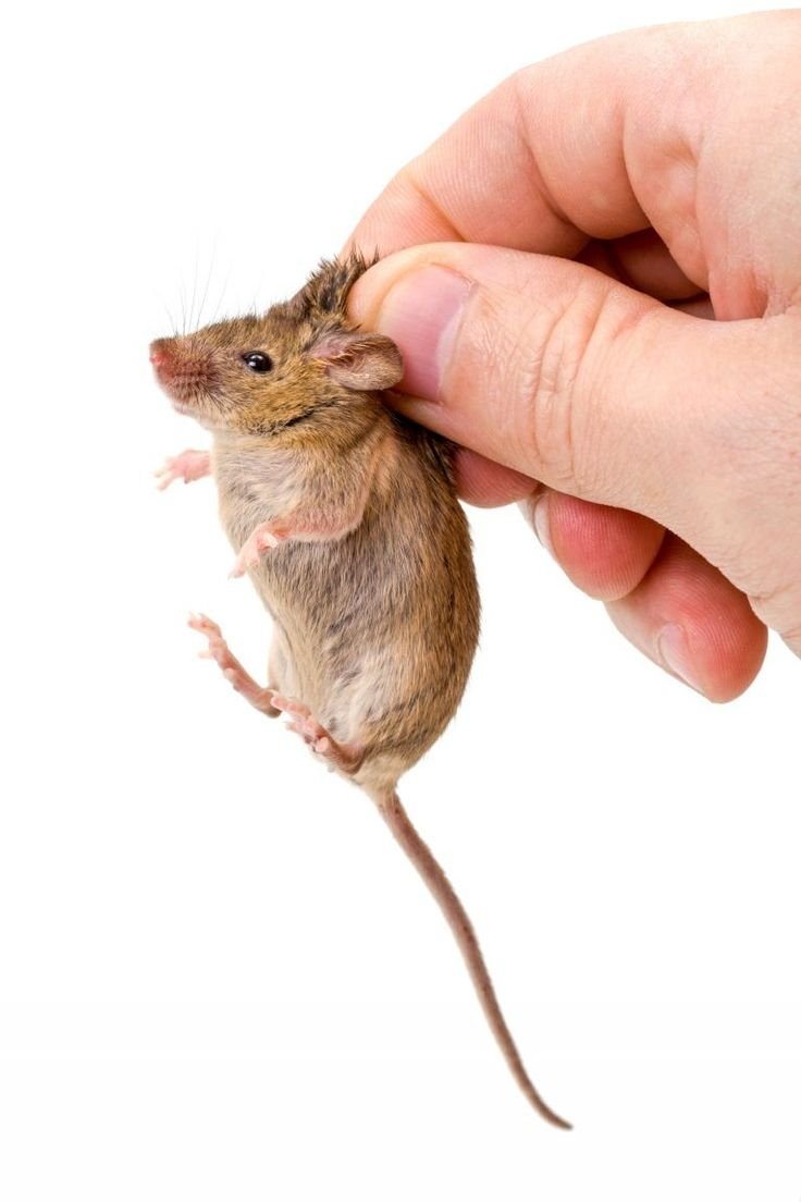 A man crawling on a tiled floor carefully placing a classic wooden Victor snap mouse trap baited with food.