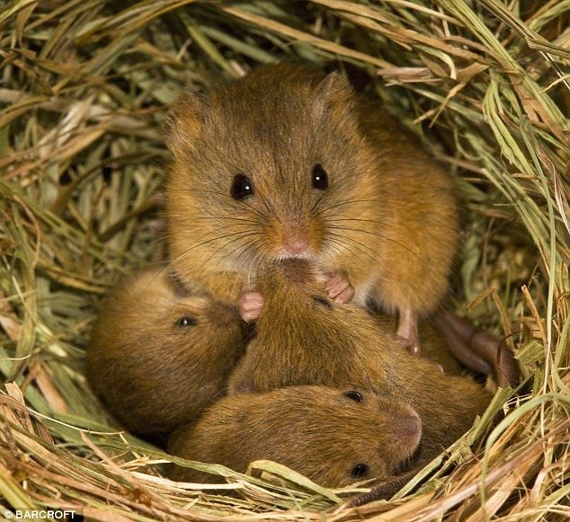 A mother harvest mouse surrounded by her babies inside a nest made of dried grass and hay.