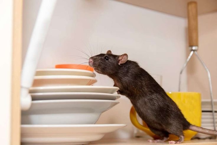 A large dark brown rat standing on its hind legs inside a kitchen cupboard, sniffing a stack of white ceramic plates near a yellow mug.