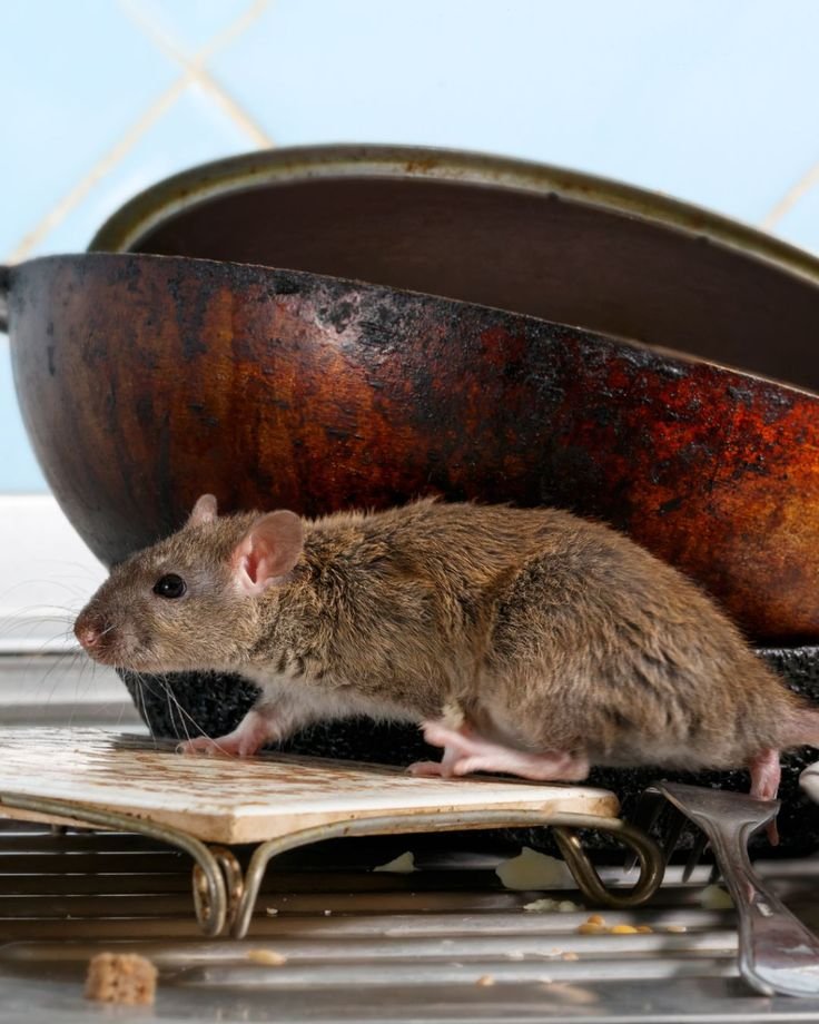 A side-view profile shot of a large brown rat crawling on dirty kitchen utensils and a metal rack next to a greasy, burnt cooking pot.