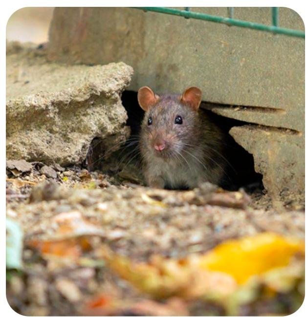 Rodent process