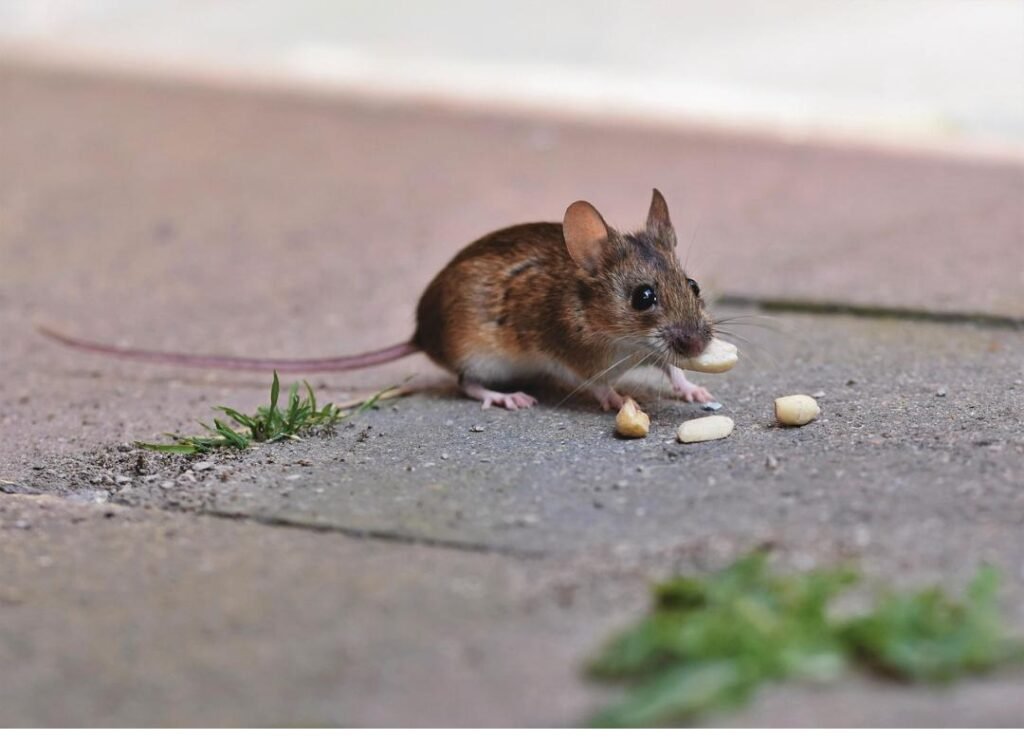 Aptive pest control