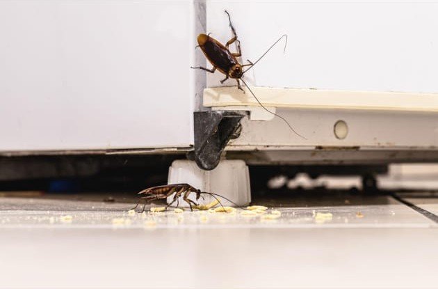 cockroach
