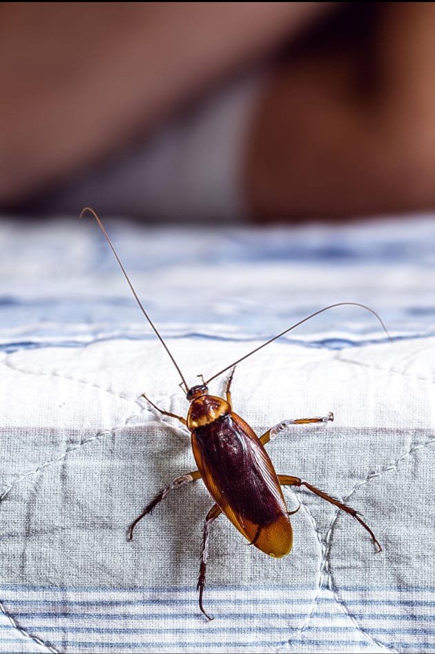 cockroach terminator