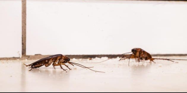 Cockroach treatment