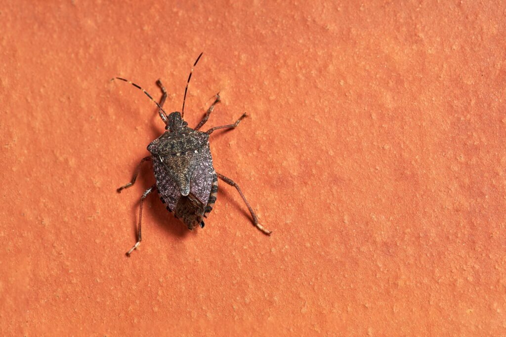 Brown marbled stink bug, scientific name Halyomorpha halys
