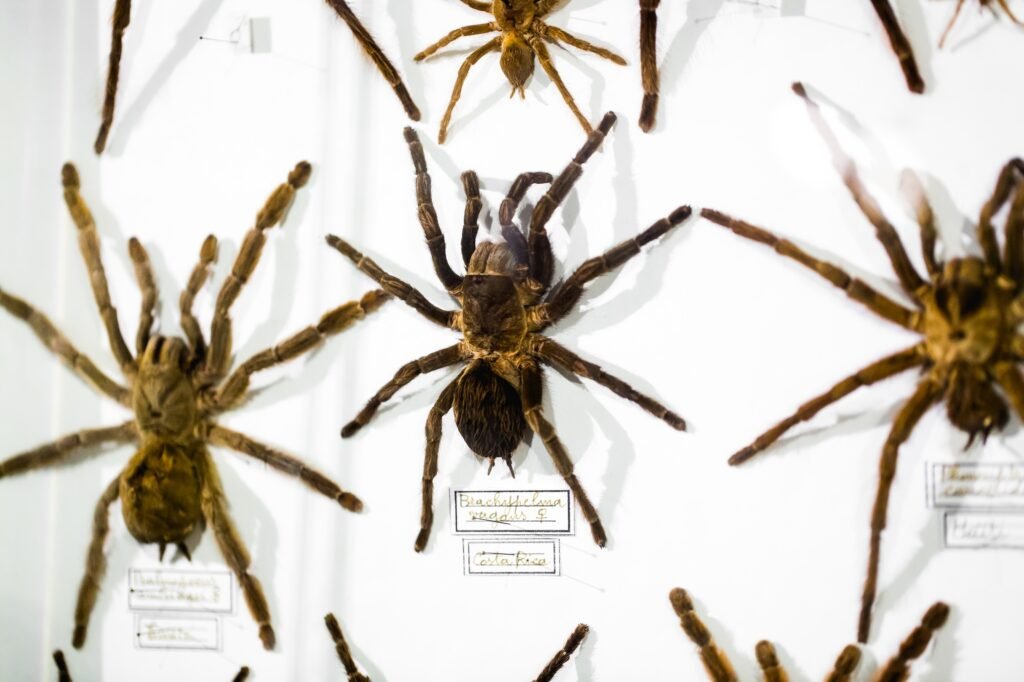 Collecting spider with pins. Collection of insects. Rare collection of spiders in the window