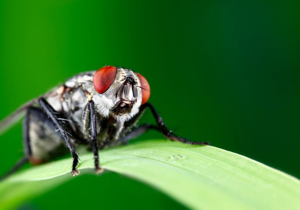 Fly
