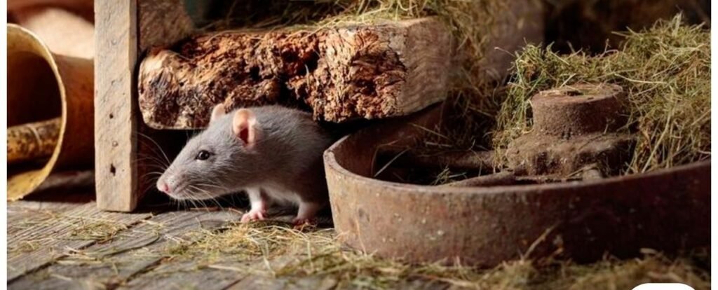 mice control