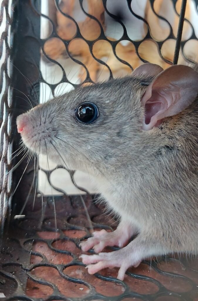 A close-up profile shot of a grey rat trapped inside a black wire mesh live-catch cage trap.