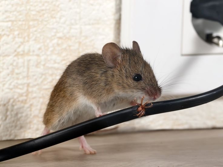 A small brown field mouse chewing on a black electrical wire, exposing the copper threads inside near a wall outlet.